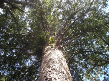 Waiomu Kauri Grove Walk