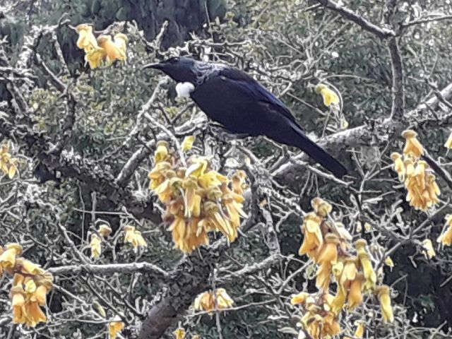 Native birds - Tui - in a Kowhai tree in the garden (spring)